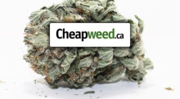 cheap-weed-canada-online-dispensary-feature-image