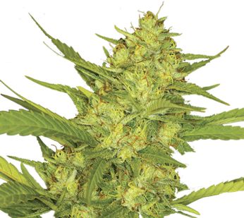 hybrid-cannabis-type-sour-diesel