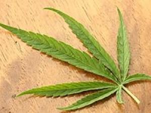skunk-funk-smokers-emporium-smoke-and-head-shop-saskatoon-saskatchewan-7s