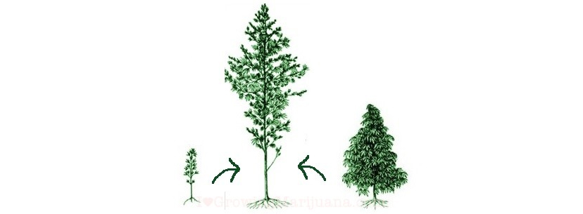 what-is-hybrid-strain-cannabis-diagram